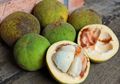 Tanaman Kecapi, Tanaman Khas Betawi yang Banyak Manfaat dan Langka