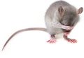 Hati-hati, 5 Penyakit Ini Bisa Disebarkan oleh Tikus kepada Kita