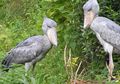 Mengenal Burung Shoebill yang Dapat Bertahan Hidup Selama 35 Tahun