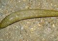 Siput Ini Muncul Lagi Setelah 80 Tahun Dianggap Punah, Kok Bisa?