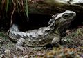 Tuatara, Teman Dinosaurus di Selandia Baru yang Masih Hidup