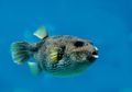 Walaupun Beracun, Ikan Buntal Ternyata Jadi Makanan Spesial di Jepang