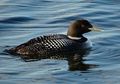 Mirip Bebek, Namun Burung Ini Bisa Terbang 120 km per Jam