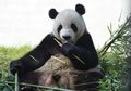 Termasuk Keluarga Beruang, Inilah 5 Fakta Unik Panda, si Tukang Tidur