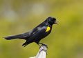 Kita Cari Tahu Arti Setiap Kicauan Burung yang Biasa Terdengar, Yuk!