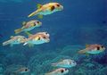 Bisa Gembungkan Tubuh 3 Kali Lebih Besar, Inilah 3 Fakta Ikan Buntal