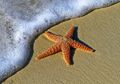 Banyak Bintang Laut di Pantai Barat Amerika Mati Terserang Penyakit Aneh