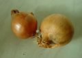 Banyak Orang yang Tak Suka Bawang Bombay, Padahal Manfaatnya Banyak