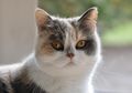 Mengenal 4 Jenis Kucing Persia yang Paling Banyak Dipelihara di Rumah
