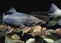 Ikan Trout, Ikan Air Tawar yang Mirip Salmon dan Suka Berkamuflase