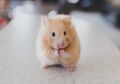Ingin Memelihara Hamster? Lihat Dulu Fakta Uniknya