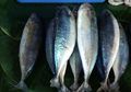 Ikan Kembung, Ikan dari Indonesia yang Gizinya Tak Kalah dengan Salmon