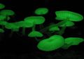 Jamur Cahaya Peri, Jamur Berjenis Mycena yang Menjadi Penunjuk Jalan