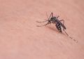 Evolusi Tidak Hanya Terjadi Pada Manusia dan Hewan, Virus Dengue Juga Berevolusi, lo!