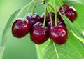 Ternyata, Buah-buahan Ini Mengandung Gula yang Cukup Tinggi, lo!