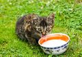 Agar Tidak Terjadi Hal Ini, Jangan Beri Kucing Minum Susu Sapi