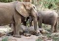 Gajah Bisa Tidur Sambil Makan, lo! Lihat Juga Fakta Unik Lainnya, yuk!