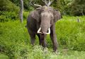 Spesies yang Terancam Dicatat oleh IUCN, Apa Saja Kategorinya?