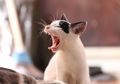 Gigitan Hewan Ini Bisa Menyebabkan Rabies, Berikut Cara Mengatasinya