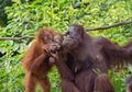 Orang Utan adalah Salah Satu Primata Terpintar, Ini Fakta Orang Utan