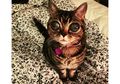 Berkenalan dengan Matilda, Kucing Menggemaskan dengan Mata Alien