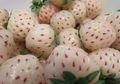 Wow, Buah Ini Berbentuk Stroberi Tapi Rasanya Seperti Nanas!