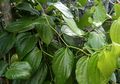 Daun Sirih Dikenal Punya Berbagai Manfaat Untuk Kesehatan, Apa Saja?