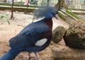 Burung asal Papua Ini Punya Mahkota yang Cantik, Pernah Lihat?