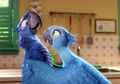 Burung Macaw Inspirasi Blu dan Jewel di Film Rio Dinyatakan Punah