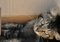 Bukan Karena Iseng, Ini Alasan Kucing Suka Sembunyi dalam Kotak Kardus
