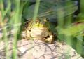 Mengapa Katak Lebih Sering Berbunyi Saat Musim Hujan? #akubacaakutahu