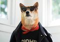 Berkenalan dengan Bodhi, Anjing Shiba Inu yang Bergaya Keren