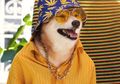 Seperti Manusia, Apa Anjing Juga Merasa Malu Saat Memakai Kostum Aneh?