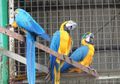 Burung Ara Biru Kuning yang Berumur Panjang, di Mana Habitatnya, ya?