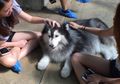 Di Kafe Ini, Kita Bisa Bermain Bersama Puluhan Anjing Husky!