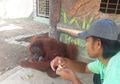 Bintan, Bayi Orang Utan yang Baru Dilahirkan di Taman Safari Lagoi
