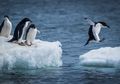 8 Fakta Penguin Adelie yang Bisa Berenang Sedalam 180 Meter