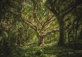 Bumi Seperti Sedang Bernapas di Sebuah Hutan di Kanada, Kok Bisa?