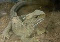 Umur Reptil Ini Bisa Mencapai Ratusan Tahun, Reptil Apakah Itu?