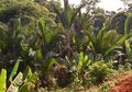 Pohon Sagu, Penghasil Makanan Pokok di Indonesia Timur, Pernah Tahu?