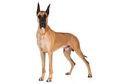 Great Dane, Anjing Pemburu dari Jerman yang Berukuran Raksasa