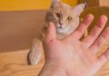 Pertolongan Pertama Ketika Dicakar Kucing, Cakaran Kucing Bisa Membawa Bakteri, lo!