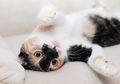Seekor Kucing Bersembunyi di Pohon Natal, Coba Tebak di Mana Letaknya