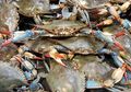 Keduanya Punya Capit, Apa Bedanya Kepiting dan Rajungan, ya?