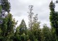 Pohon di Tasmania Jadi yang Tertinggi di Dunia, Berapa Tingginya?