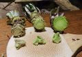 Pernah Lihat Wasabi yang Jadi Pelengkap Sushi? Ternyata Harganya Mahal, lo!