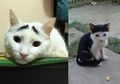 Ada Kucing Berponi sampai Punya Alis, Ini 7 Corak Bulu Kucing yang Unik dan Lucu