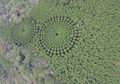 Pohon-pohon Percobaan di Jepang Tumbuh Membentuk Crop Circle