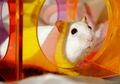 Ingin Memelihara Hamster di Rumah? Perhatikan Hal Ini Dahulu, yuk!
