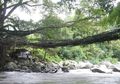 Jembatan Akar Bayang Sani, Terbuat dari Akar Pohon Ratusan Tahun